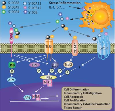 S100 Proteins As an Important Regulator of Macrophage Inflammation